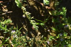 Paranaemia vittigera