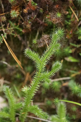 Lycopodium clavatum observed 2026-10-26