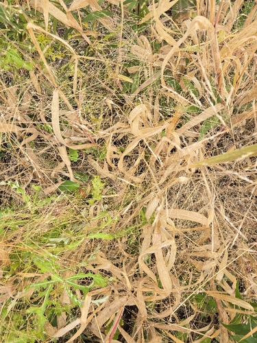 Panicum capillare observed 2026-10-26