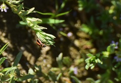 Paranaemia vittigera