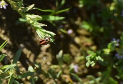 Paranaemia vittigera