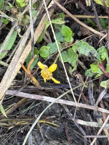Spilanthes observed 2026-10-26
