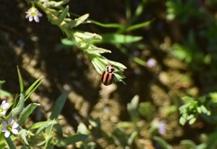 Paranaemia vittigera