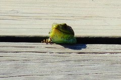 Timon lepidus ibericus