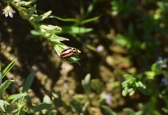 Paranaemia vittigera