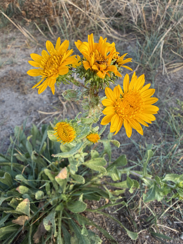 Grindelia squarrosa, 2026-10-25