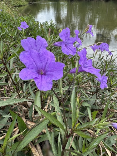 Ruellia simplex observed 2026-10-26