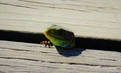 Timon lepidus ibericus