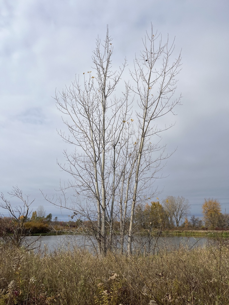 A photograph taken in Michigan on Oct 26, 2026, where the observer’s point is approximate.