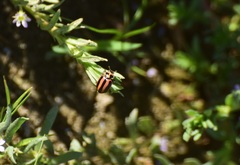 Paranaemia vittigera