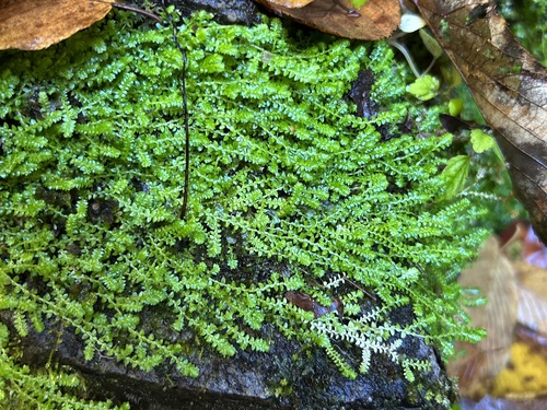 Selaginella apoda observed 2026-10-25