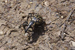 Liparus glabrirostris