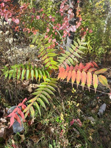 Rhus typhina observed 2026-10-26