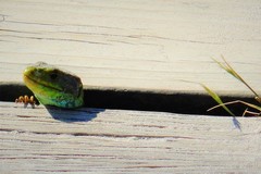 Timon lepidus ibericus