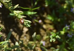 Paranaemia vittigera