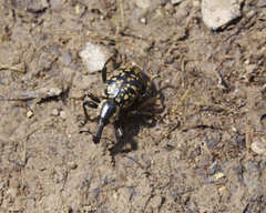 Liparus glabrirostris