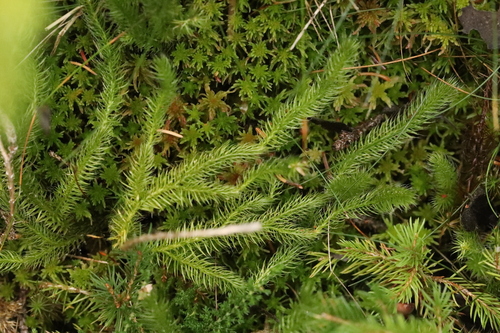 Lycopodium clavatum observed 2026-10-26