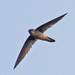 Himalayan Swiftlet - Photo (c) Jerry Oldenettel, some rights reserved (CC BY-NC-SA)