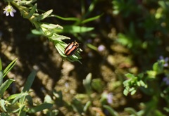 Paranaemia vittigera