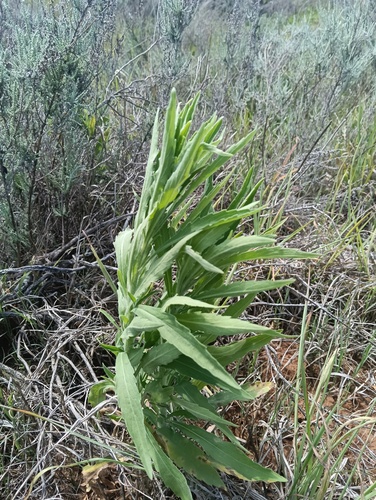 Erigeron bonariensis observed 2026-10-26