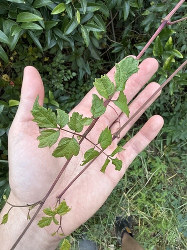 Nekemias arborea, 2026-10-26