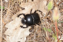 Scarabaeus laticollis