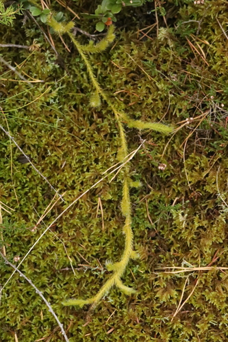 Lycopodium clavatum observed 2026-10-26