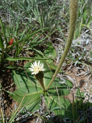 Piloselloides hirsuta observed 2026-10-26