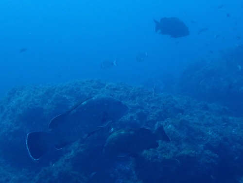 Epinephelus marginatus observed 2026-10-25