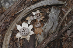 Myriostoma