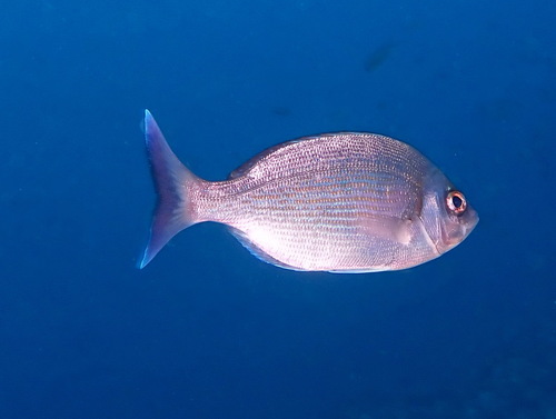 Cantharus observed 2026-10-25
