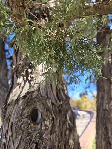 Juniperus scopulorum observed 2026-10-26