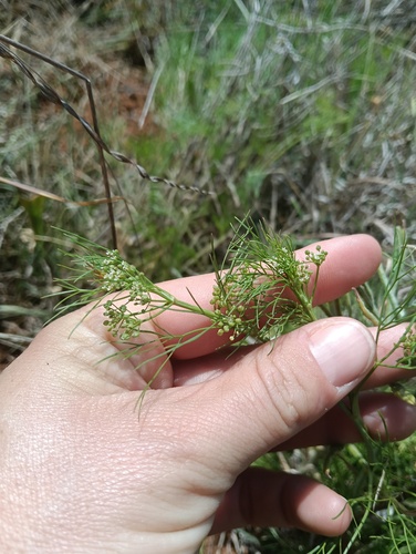 Cyclospermum leptophyllum observed 2026-10-26