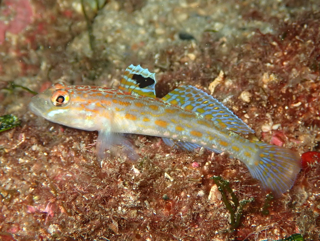 Kolombatovic's Goby
