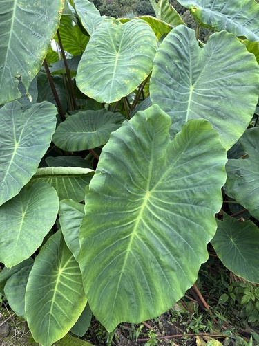 Colocasia esculenta observed 2026-10-26