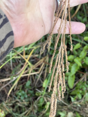 Paspalum urvillei observed 2026-10-26