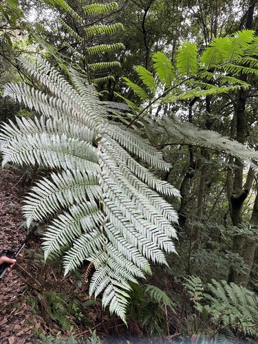 Cyathea observed 2026-10-26
