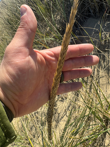 Calamagrostis breviligulata, 2026-10-26
