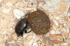 Scarabaeus laticollis
