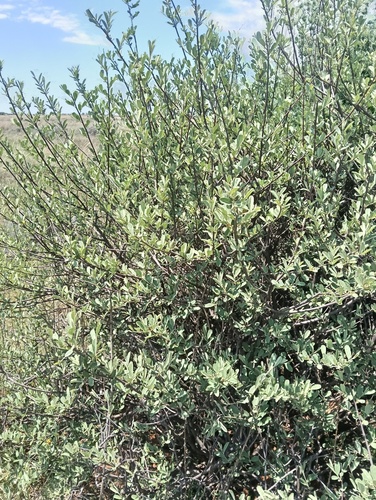 Grewia observed 2026-10-26