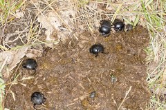 Scarabaeus laticollis