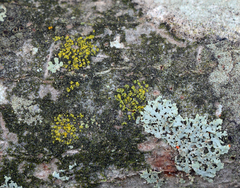 Candelariella xanthostigmoides