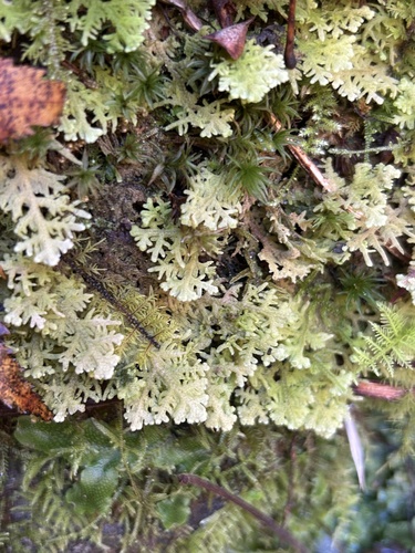 Trichocolea observed 2026-10-25