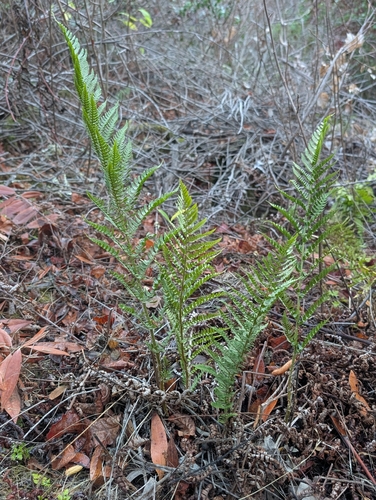 Dryopteris arguta, 2026-10-25