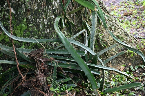 Monacanthus observed 2026-10-22
