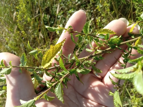 Corchorus observed 2026-10-25
