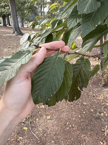 Prunus campanulata observed 2026-10-26