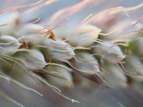 Setaria parviflora observed 2026-10-26