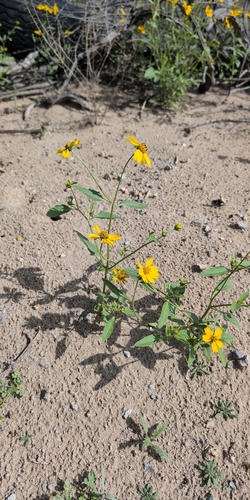 Verbesina encelioides observed 2026-10-26
