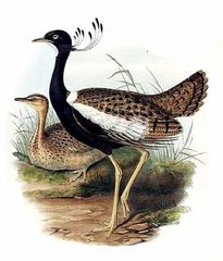 Lesser Florican photo 5